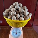 24년 햇 토종 호두(피호두),토종 야생 알밤 이미지