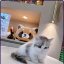 멍벤져스 이미지