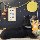천지 애견 | [카페니니니] 아산 애견카페 방문후기 🐾 신나니 즐겁니 행복하니