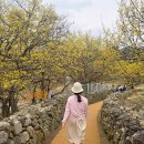 가장마을 입구 | 이천 산수유축제 실시간 개화상황 산수유마을 생생후기