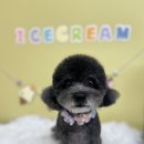 몽셀펫살롱 이미지