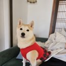 고운채 | 청주 고운채 후기/촌캉스/애견동반 독채