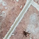 새끼 귀뚜라미 와 새끼 거미 이미지