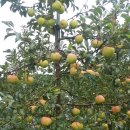 장수농원 이미지