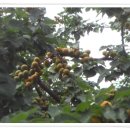 승관농장 이미지