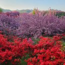 전주 완산동 꽃동산 이미지