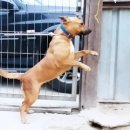 똥강아지 이미지