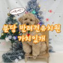 가치있개 이미지