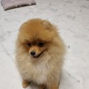 단정하개 이미지