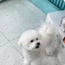 비숑다움 이미지