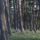 소나무숲 이미지