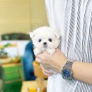 부산애견대학 | 강남강아지분양 고민 끝에 찾아간 애견샵