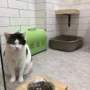 야옹아 멍멍해봐(봉명동) 이미지