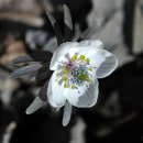 이 봄의 용사마 - 변산바람꽃과 복수초 이미지