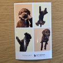 마이독 프리미엄 펫 스튜디오 | 소노캄고양 띵킹독 펫부스 반려동물 젤리샷 사진 촬영 후기+멍푸치노/다음에는 더 예쁘게 찍어줄개❤️