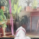 울알라애견미용 이미지