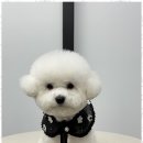 오쿠숑 이미지