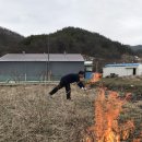 3월 7일 감자밭 거름 펴고 비료 주기 이미지