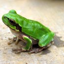 청개구리 이미지