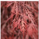 Acer palmatum royal garnet 이미지