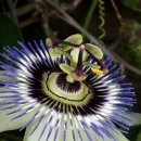 다겸이네 이미지