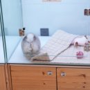 이정훈 강아지 이미지