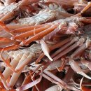 영덕대게 이미지