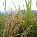 장수옛날손국수 이미지