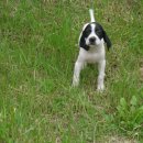 멋진강아지 이미지