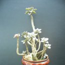 오팔농장 이미지