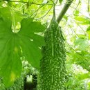여주-0814 Daum카페