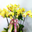 수정화원 이미지