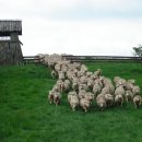 이목목장 이미지