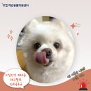 U_만성질환관리센터(향남) | 강아지 폐수종 폐고혈압 증상, 호흡곤란 청색증 기절 응급치료로 되살린 순간!