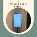 달 | 콧대주사 한달후기 안양 코조각주사 후기 안양성형외과추천