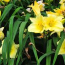 데이릴리(Daylily) 이미지