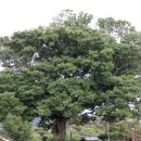 느티나무공방 이미지