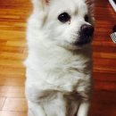 띵가띵가 이미지