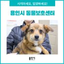 [용인 동물보호] 반려동물과 더불어 사는 세상 "용인시 동물보호센터"