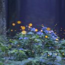 반딧불이의 기억 이미지