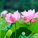 궁남로7