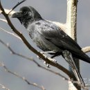 둥지광택 이미지