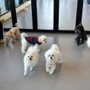 노은유치원 | [대전 애견 호텔] 옐레드 대전노은점, 분리불안 걱정 없이 맡긴 솔직후기