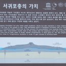 제주 서귀포층 패류화석 산지 이미지
