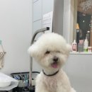 Re Pet 애견샵 이미지