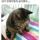 신미양꼬치 이미지