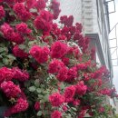 수원-0528 이미지