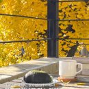 은행나무종합동물병원 | 대구 은행나무 명소 카페 ‘1972포포징’