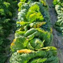 밀양 어머님댁에서 3일만에 김장을 끝내고 이미지