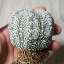 분양중) 슈퍼투구 (Astrophytum asterias cv. Superkabuto v-type X snow) 이미지